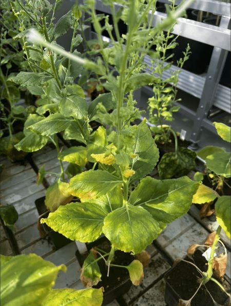A tobacco plant with yellowing leaves at the edge