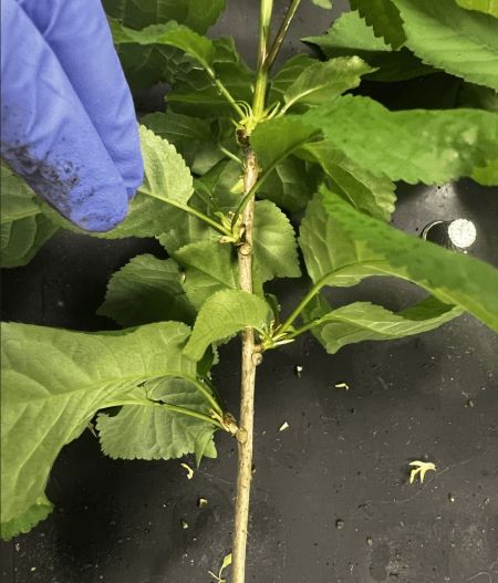 A cherry tree sapling in a laboratory with a lab-gloved hand showing the stem.