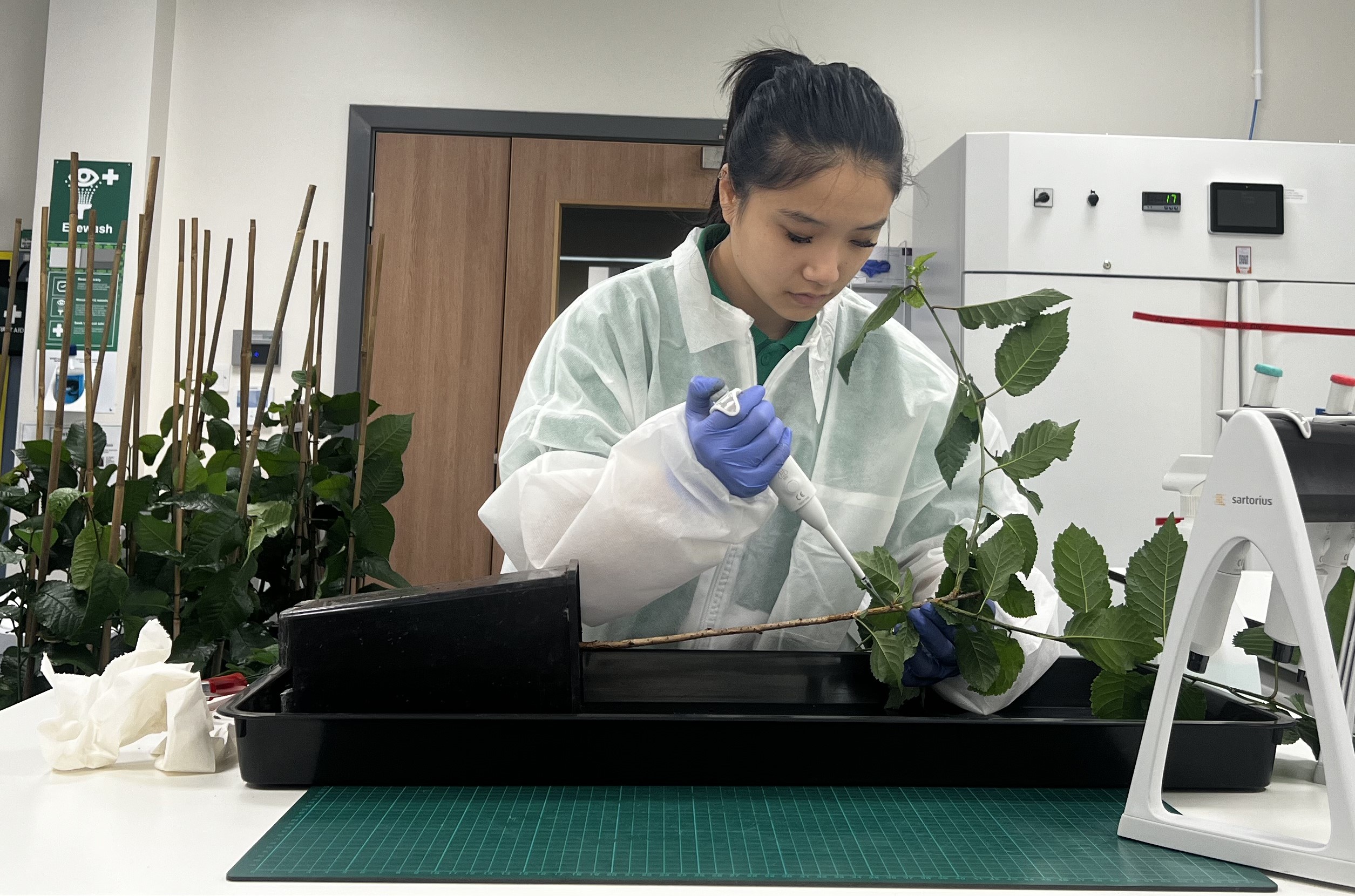 A young woman in a lab inoculating a plant using a pipette
