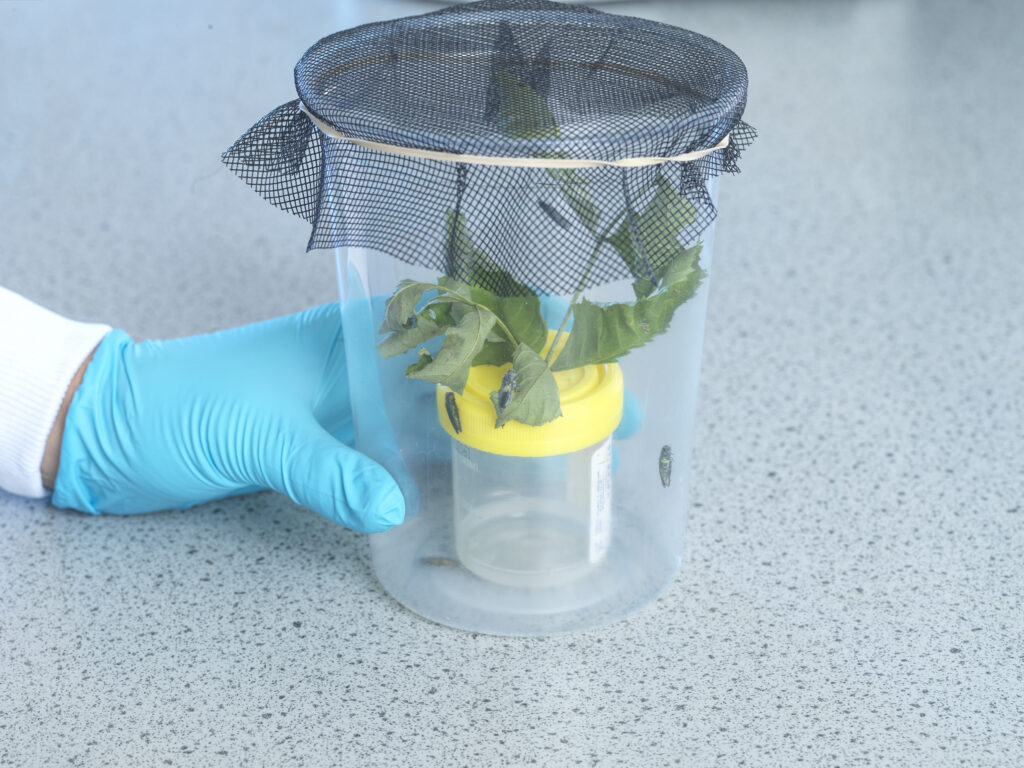 A blue-gloved hand holds a clear plastic container covered with black mesh, containing ash leaves and several emerald ash borer green beetles around a small yellow‑lidded vial.