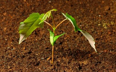 EXPLORATION: Mixed species planting for drought adaptation