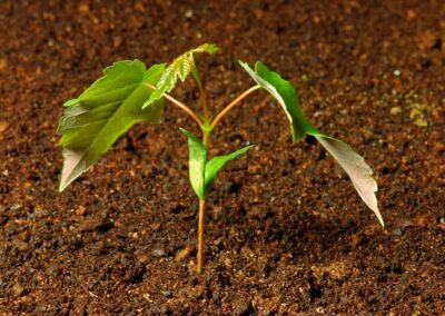 Assessing the robustness of mixed species planting as a drought adaptation measure during early state establishment – an experimental approach