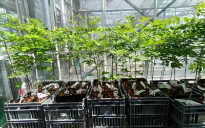 Speed breeding technologies for UK broadleaved trees