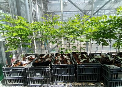 Speed breeding technologies for UK broadleaved trees