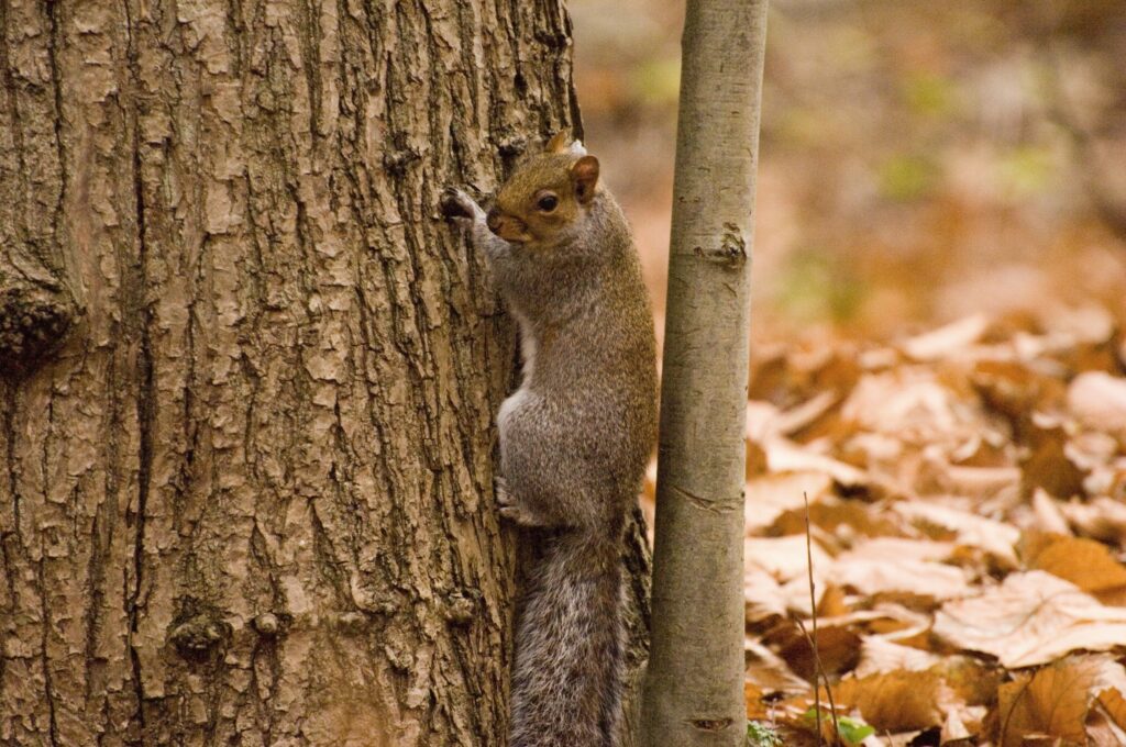 A grey squirrel clinging to the trunk of a large sweet chestnut tree in a forest setting. The squirrel has a bushy tail and is positioned vertically on the bark, looking toward the camera. The ground is covered with dry, fallen leaves, and another slender tree trunk is visible nearby. The background shows a mix of brown and green tones, indicating an autumn woodland environment.