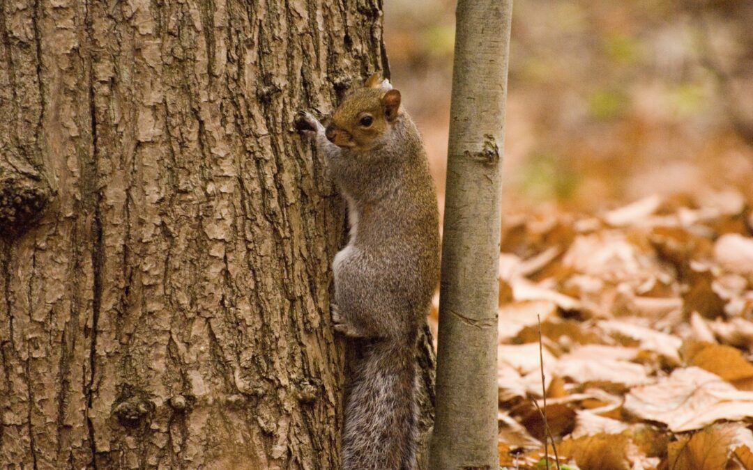 Understanding grey squirrel bark stripping