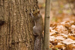 A grey squirrel clinging to the trunk of a large tree in a forest setting. The squirrel has a bushy tail and is positioned vertically on the bark, looking toward the camera. The ground is covered with dry, fallen leaves, and another slender tree trunk is visible nearby. The background shows a mix of brown and green tones, indicating an autumn woodland environment.