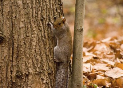 Understanding grey squirrel bark stripping