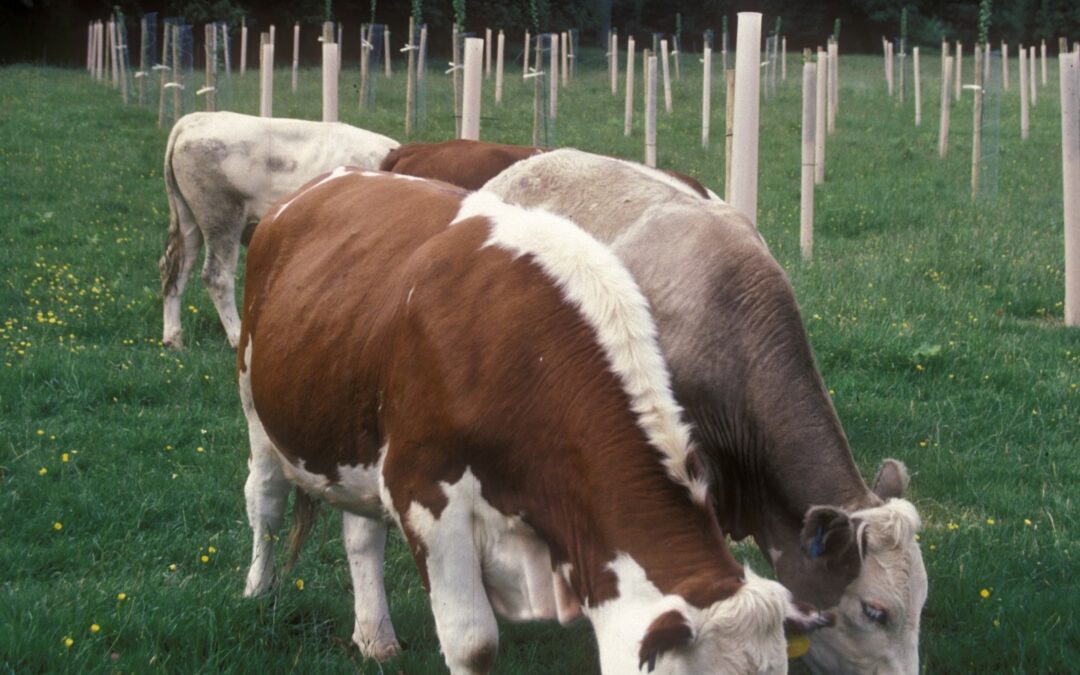 Farmer action for tree resilience