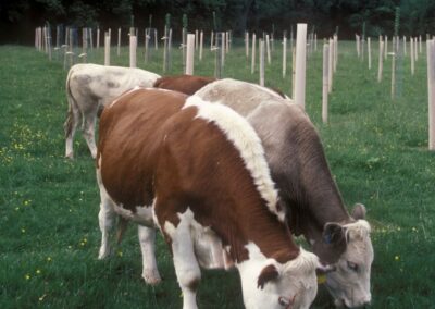 Supporting farmers’ on-farm integration of tree resilience actions