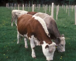 Three cows grazing on green grass in a field with rows of young trees protected by light-coloured plastic guards. The cows have brown and white coats, and the field is dotted with small yellow flowers. In the background, there are more tree guards arranged in neat lines, indicating a managed agroforestry or reforestation area.