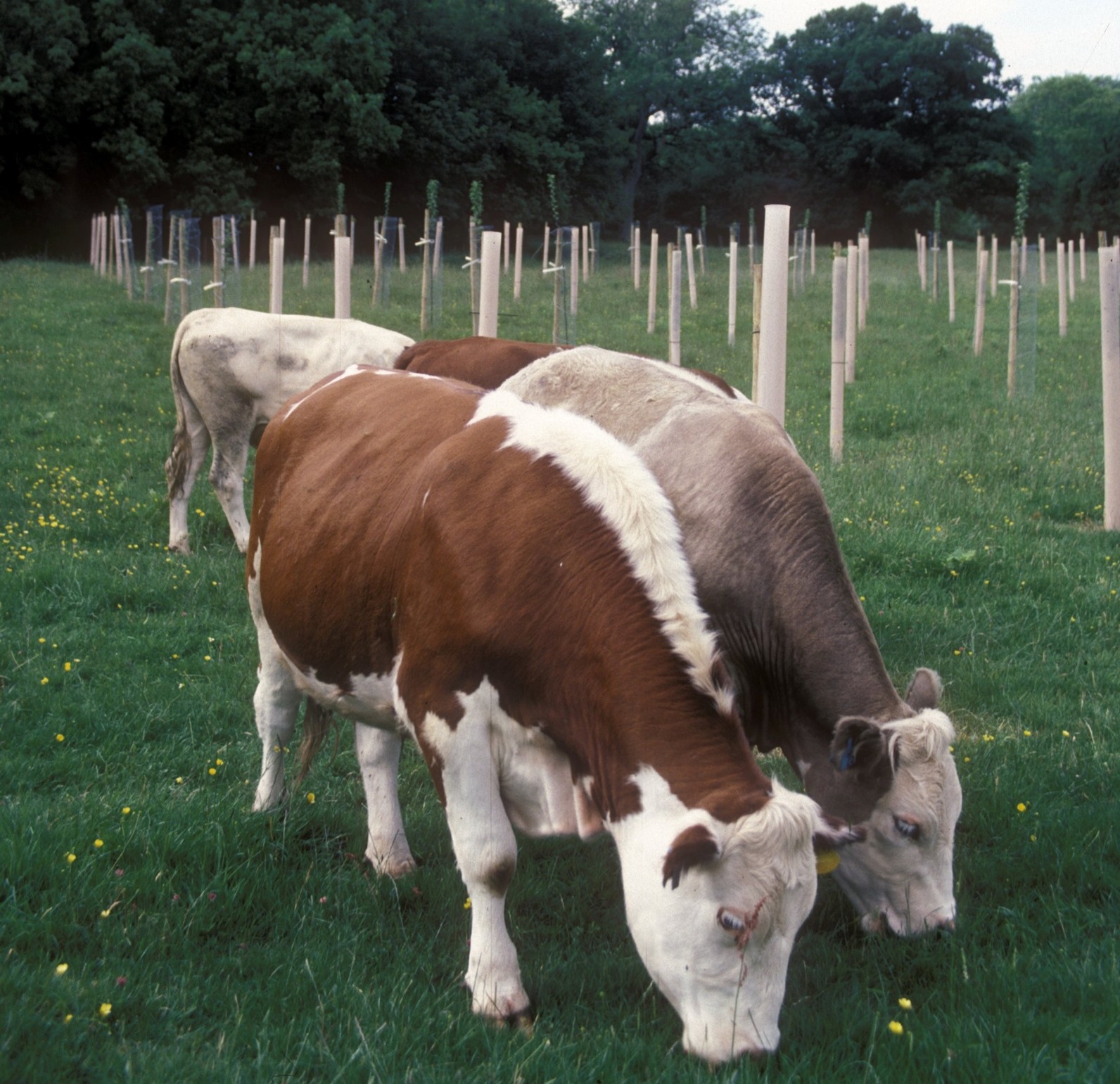 Four brown and white cows grazing in a green field, with tens of newly planted trees in an agroforestry situation. The trees are protected by treeshelters or by netting and barbed wire.