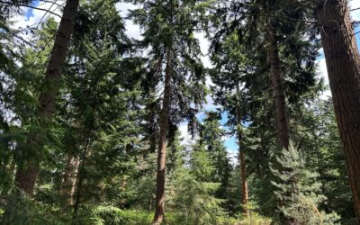 Enhancing forest resilience through stand structural complexity