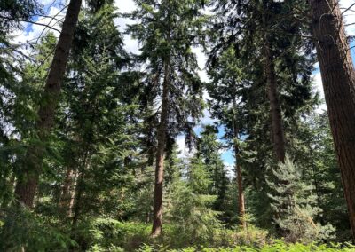 Enhancing forest resilience through stand structural complexity