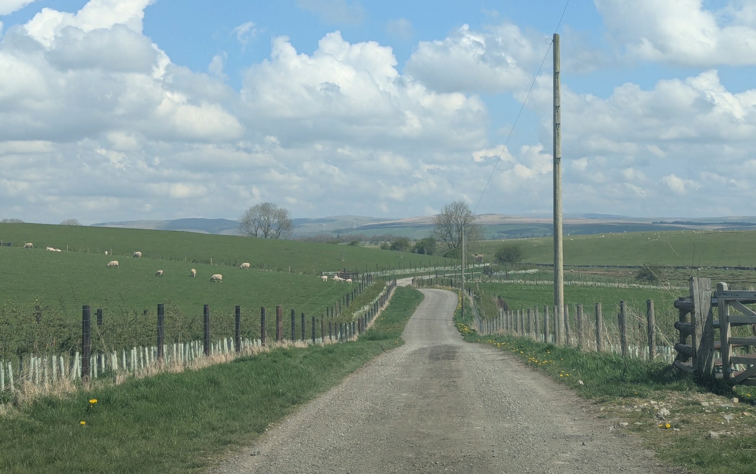 Tarmac track with fields of sheep and tree planting either side