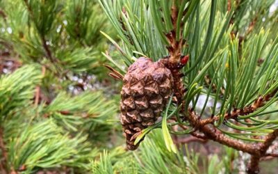 Investigating Scots pine resilience