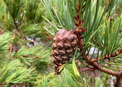 Resilience to compound abiotic and biotic stress in native Scots pine