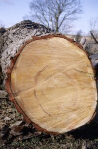 Close-up view of a large Scots pine tree trunk lying on the ground, showing a freshly cut cross-section with visible growth rings. The bark around the edge is rough and reddish-brown, while the inner wood is smooth and light-coloured. In the background, leafless trees and a grassy area are visible under a clear sky.