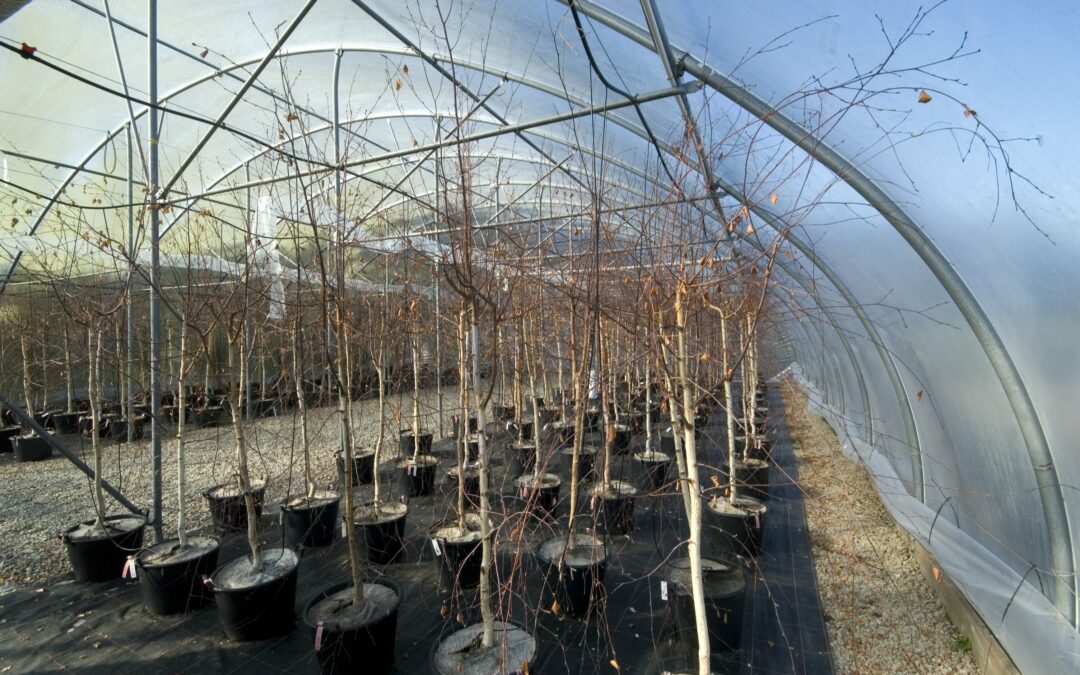 Sustainable provenancing for resilient trees