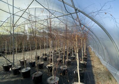 SUPPoRT: SUstainable Plant Provenancing for Resilient Trees