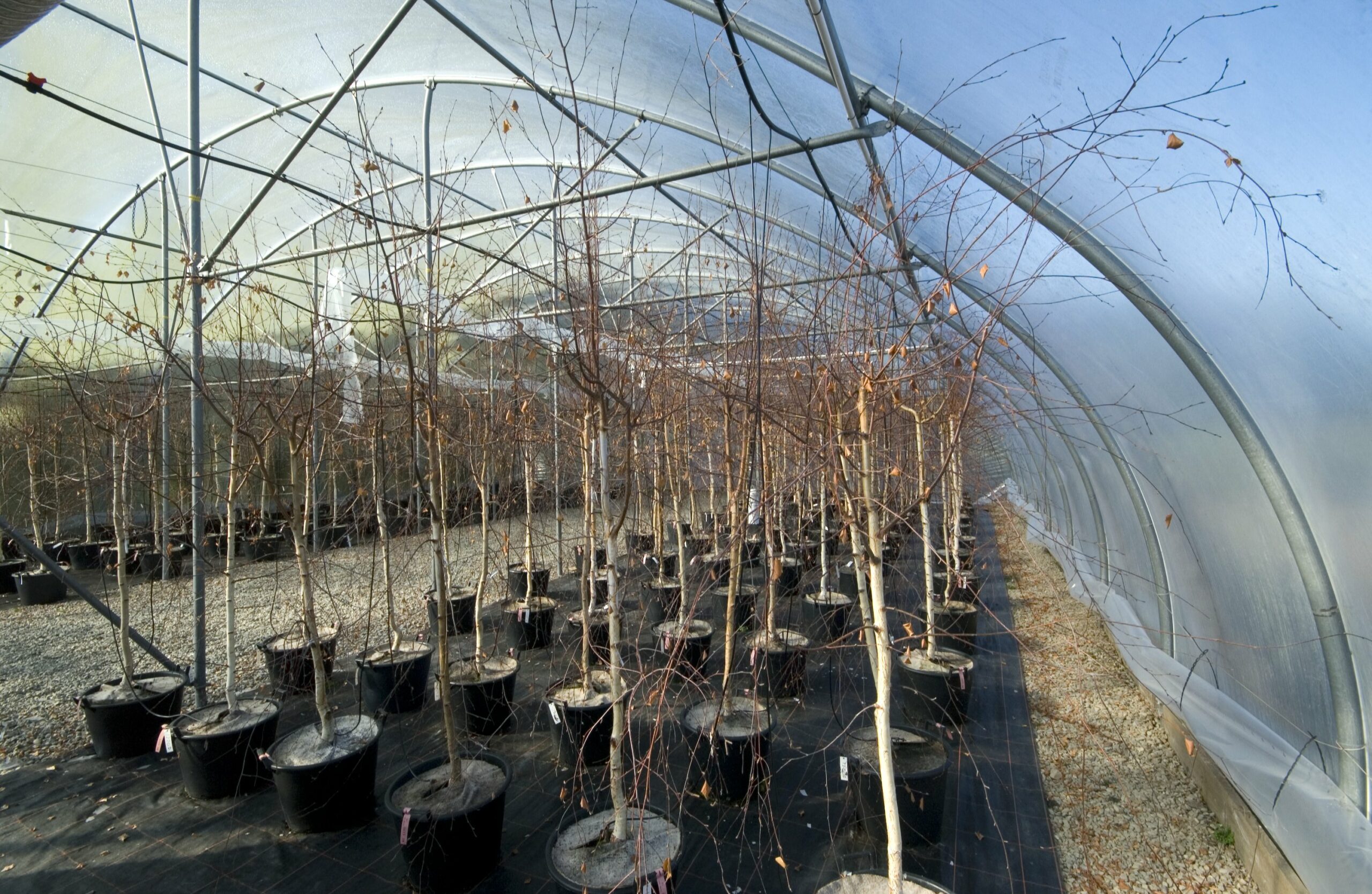 Silver Birch in clonal seed orchard