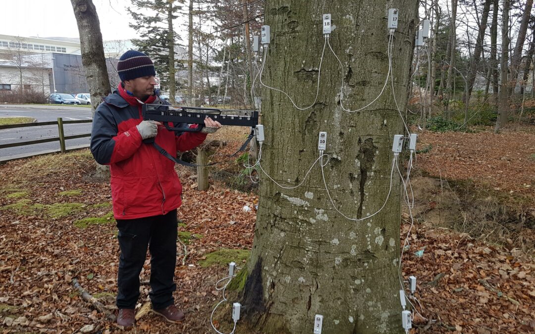 Detecting and understanding oak shake