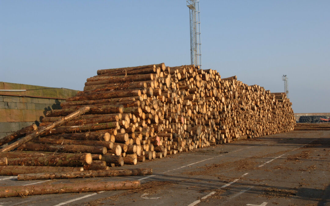 Forest Sector Modelling – Risks and Resilience
