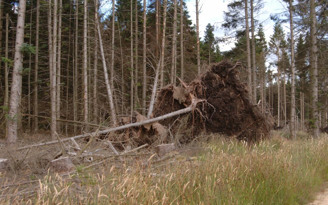 Understanding wind storm risks in continuous cover forestry