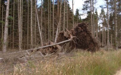 The wind within the trees: understanding wind storm risks in continuous cover forestry