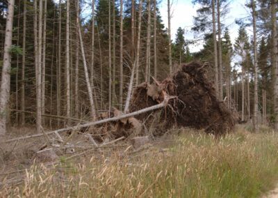 The wind within the trees: understanding cultural, silvicultural, and timber quality dimensions to windstorm risks and impacts