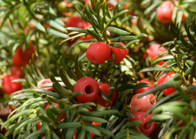 Complex Yew Decline Research
