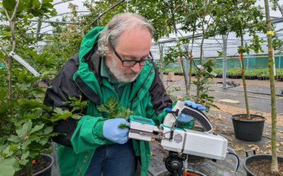 Survey for managers of mixed-species stands to contribute to research into drought resilience