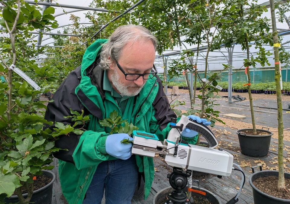 Survey for managers of mixed-species stands to contribute to research into drought resilience