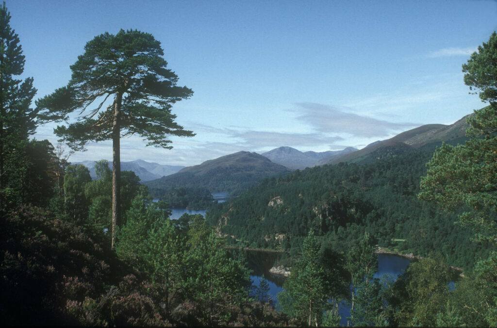 A tall Scots pine tree standing on a hillside overlooking a scenic landscape of forested slopes, deep blue lochs, and distant mountains under a clear blue sky with light clouds.