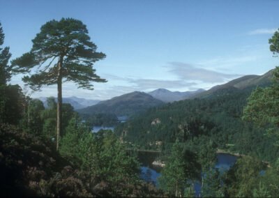Infusing resilience into the Scots pine genetic resource