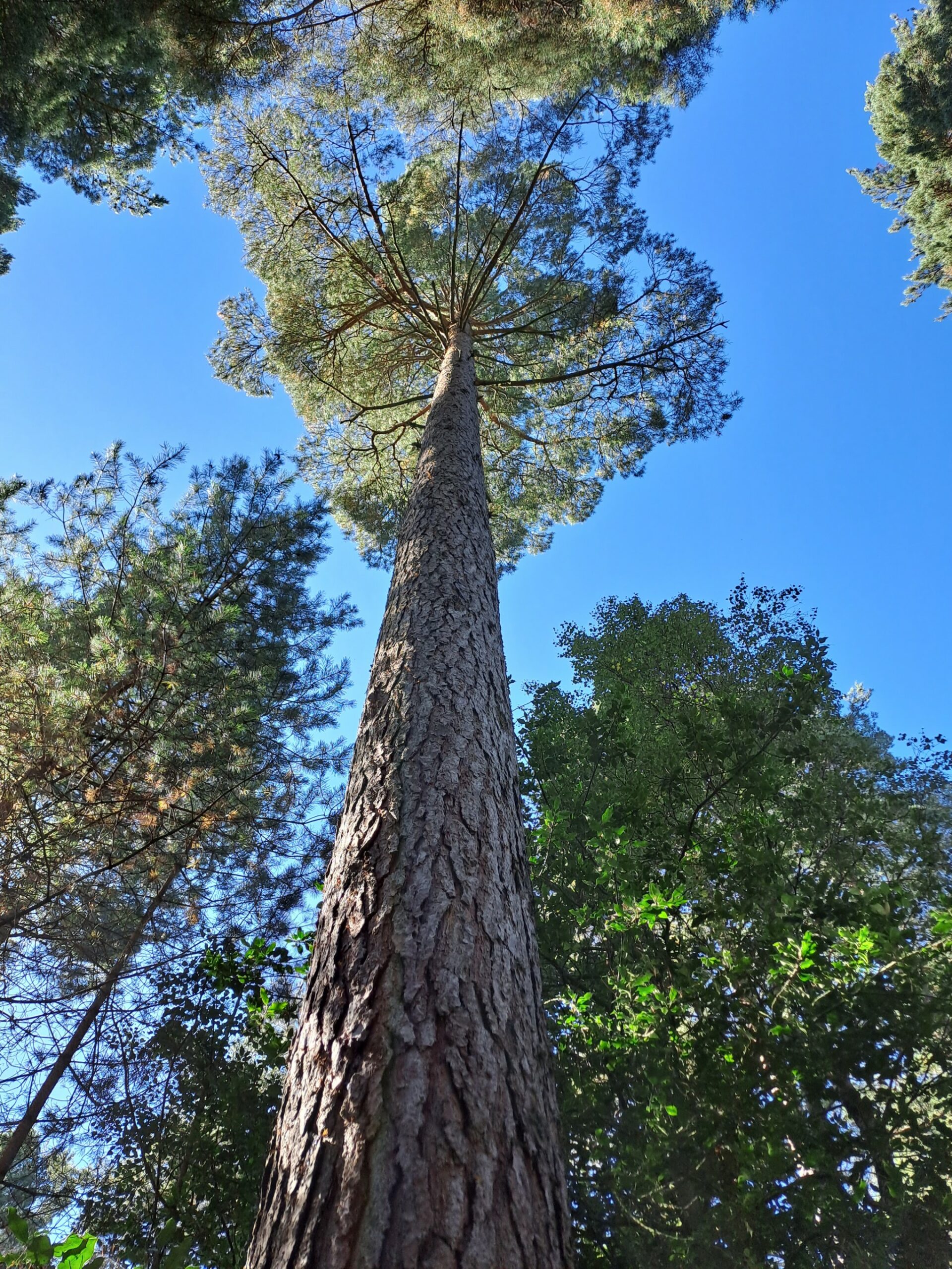 Image of a Scots pine tree taken from a low angle focusing up the trunk, against a blue sky.