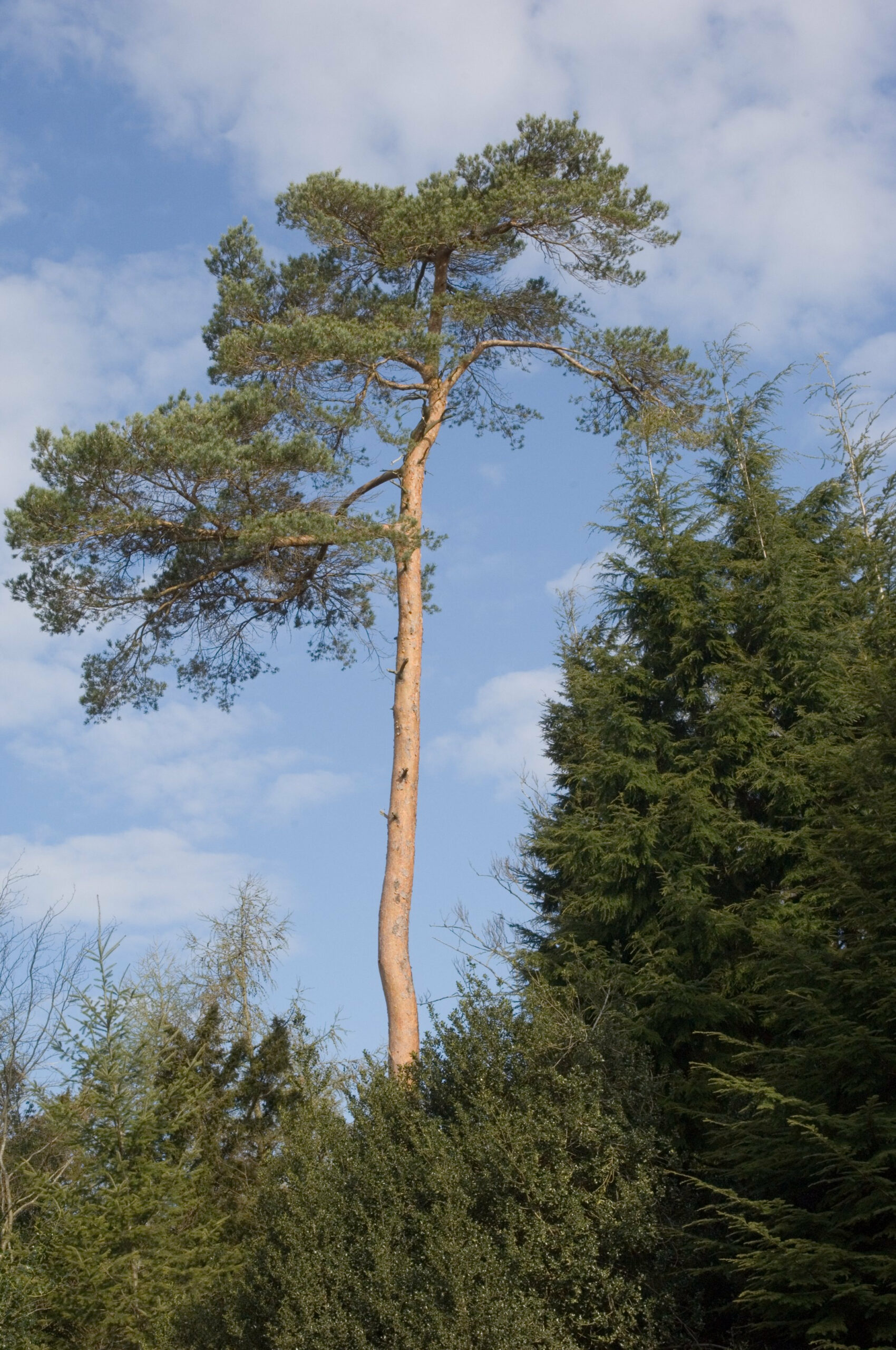Single tall Scots pine tree