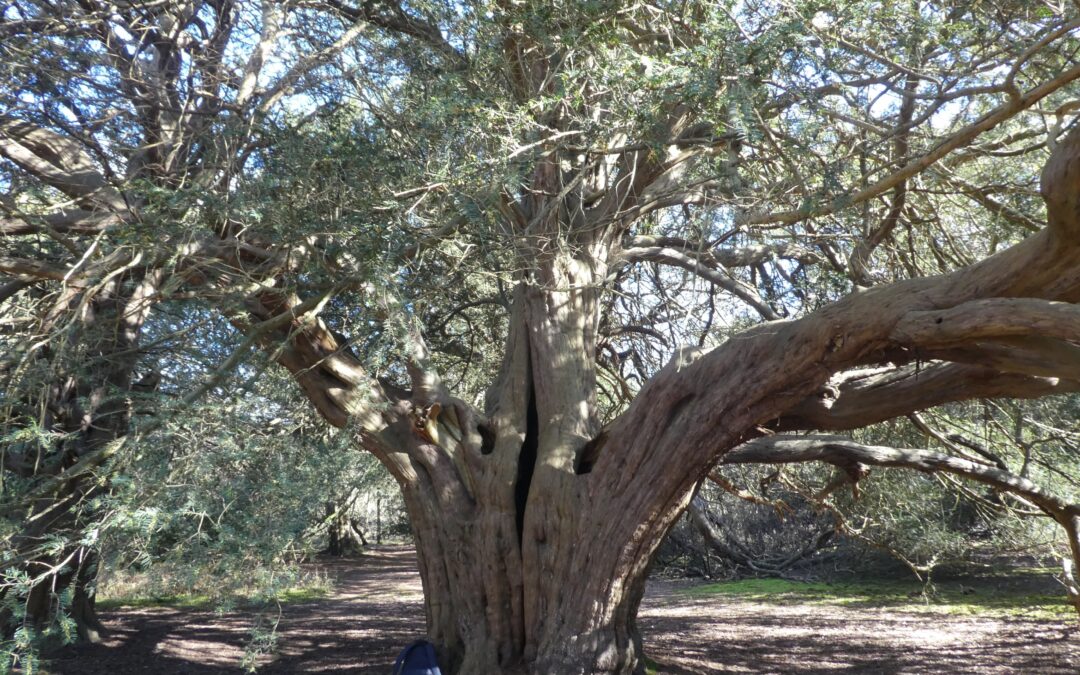 Geoff Monck’s Mission to Save the Yew