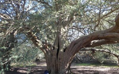 Geoff Monck’s Mission to Save the Yew