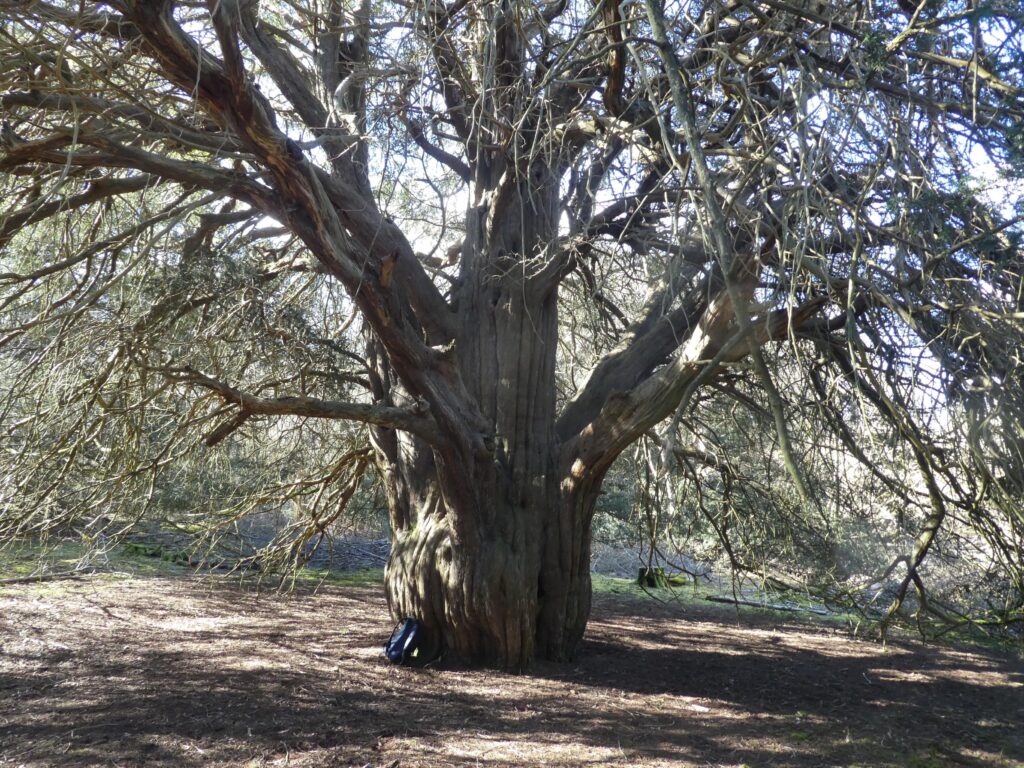 Yew tree with one large trunk that splits into three around a quarter of the way up. Lots of visible branches but few needles. There is a small blue backpack at the left hand side of the base of the tree. 