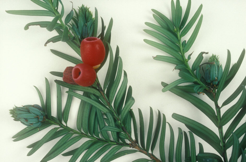 Cropped image of a Yew tree branch against a plain white background. The branch is split into three smaller sub-branches. Each sub-branch had many green needles perpendicular to the sub-branch, but also feature one small larval gall each where a Yew gall midge has manipulated the tree to create a protective structure for themselves. The middle sub-branch also has three red yew berries.