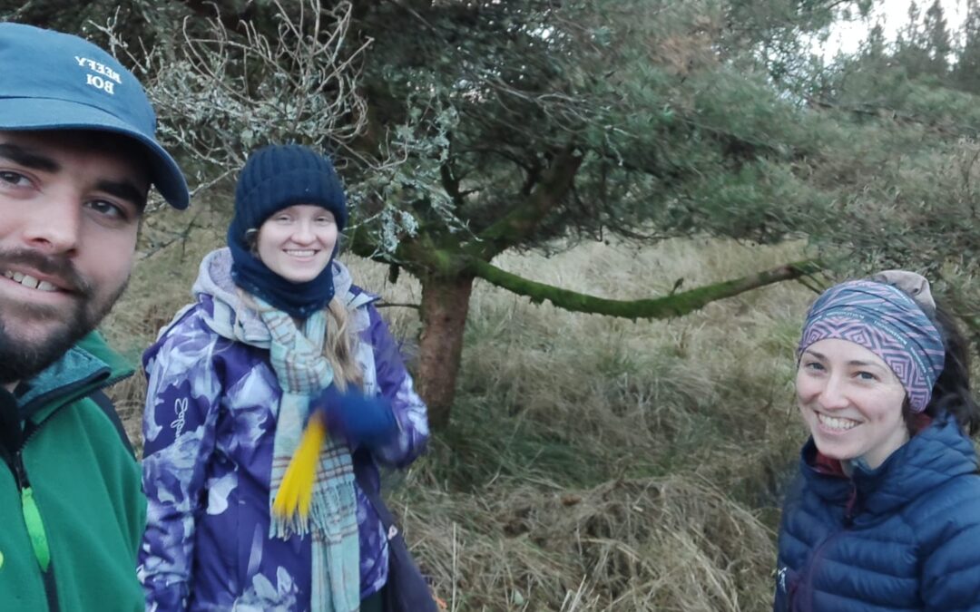 From Frosty Fields to Forest Resilience: Reviving the Scots Pine Breeding Programme