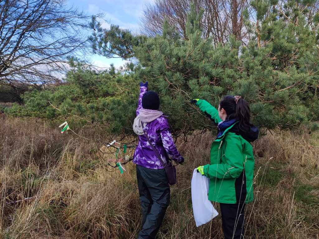 Two people with their backs to the camera, reaching to collect pine cones from a Scots pine tree. The person on the left is wearing a light and dark blue flower patterned winter jacket. They are also wearing a grey and brown patterned scarf, and a navy hat and snood. The person on the right has dark brown hair tied up in a pony tail with a pink hair bobble. They are wearing a green Forestry Commission branded jacket on top of a navy blue fleece.