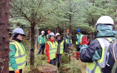 Shaping understanding of Continuous Cover Forestry to reduce windthrow