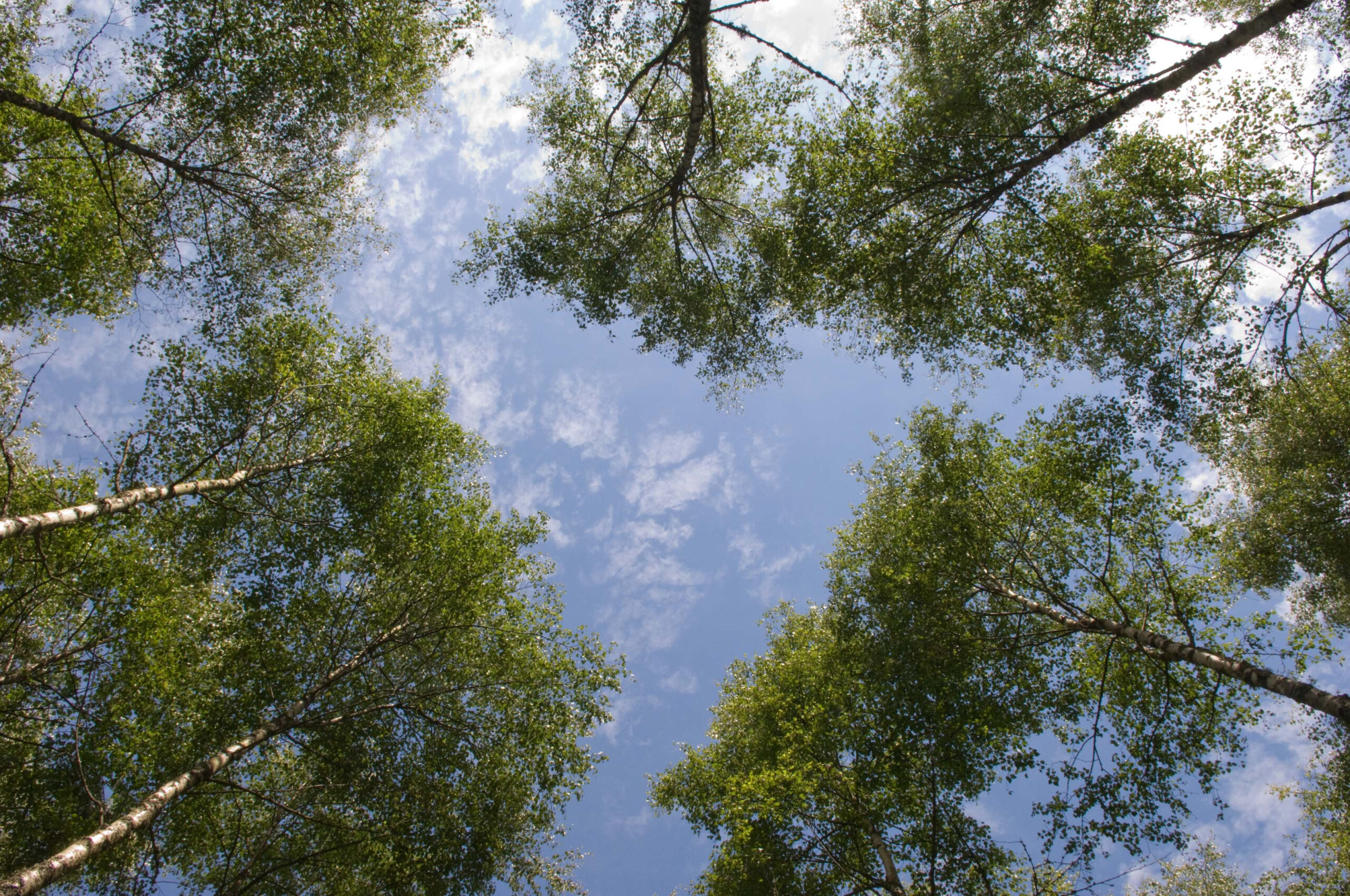 View looking up at tall birch trees with slender trunks and bright green leaves, forming an open canopy against a blue sky with scattered white clouds.