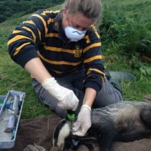 A person wearing a striped black and yellow long‑sleeve top and white rubber gloves is kneeling on grass in a hilly outdoor area while performing a procedure on a badger lying on a blanket. Veterinary tools and equipment are laid out beside them, and the landscape in the background shows rolling green hills and distant countryside.