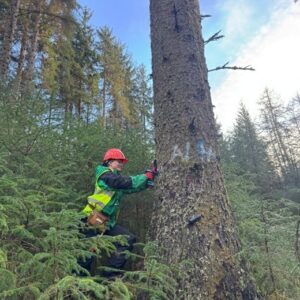 A person wearing safety gear, including a red helmet, green high visibility vest, and tool belt, examining a large tree trunk in a dense forest. Small evergreen branches surround them, and tall trees rise in the background under a partly cloudy sky.
