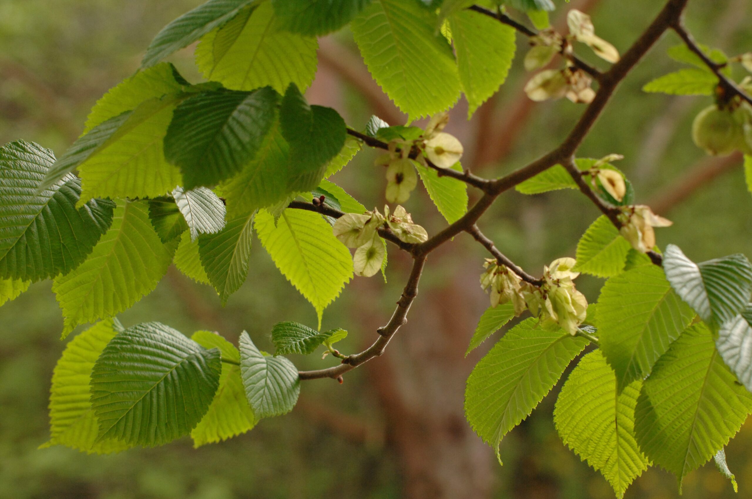 Elm Leaves © Crown Copyright Forestry Commission / Isobel Cameron Close-up of an elm tree branch with bright green, serrated leaves and clusters of pale winged seeds, set against a softly blurred background.
