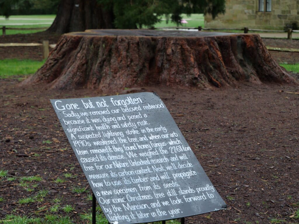 A large Giant Redwood tree stump sits in a grassy outdoor area, its wide base showing the remains of a once-massive trunk. In front of it, an angled sign titled “Gone but not forgotten” explains that the beloved redwood was removed due to safety concerns after damage from a suspected lightning strike and honey fungus. The sign notes that the tree weighed 22.68 ton, that its carbon content will be measured, and that new trees will be propagated from its seeds. A historic building and other trees are visible in the background.