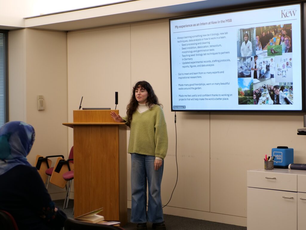 A person stands beside a wooden podium giving a presentation to an audience in a conference room. A large screen displays a slide titled “My experiences as an intern at Kew in the MSB,” featuring bullet‑point text and a collage of photos showing laboratory work and team activities. Audience members are seated and watching the presenter, and the room has light-coloured walls and large windows.
